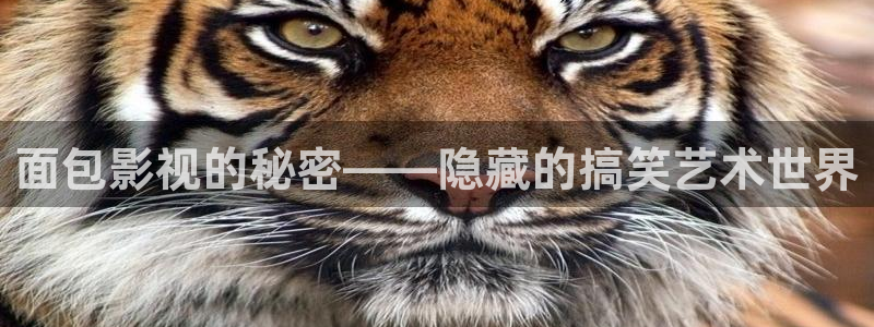vip免费影院星辰：面包影视的秘密——隐藏的搞笑艺术世界